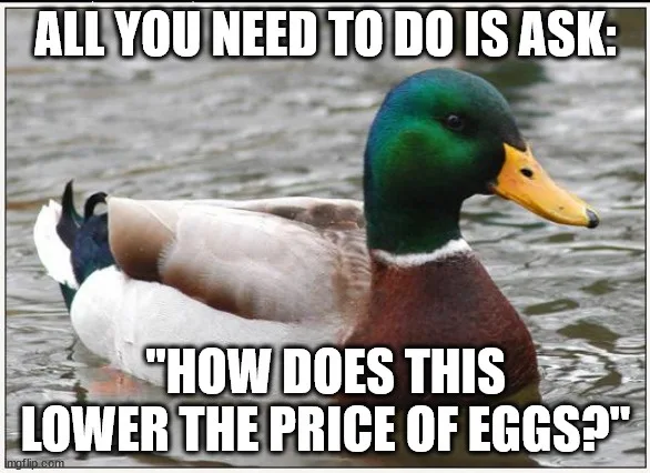A mallard duck with a green head and yellow beak floats calmly in water. White bold text at the top reads 'ALL YOU NEED TO…