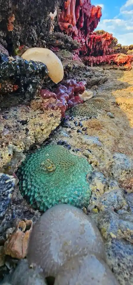 a close-up photo of a textured green sea creature, likely a type of sea slug or sea anemone, with a small crab perched on…