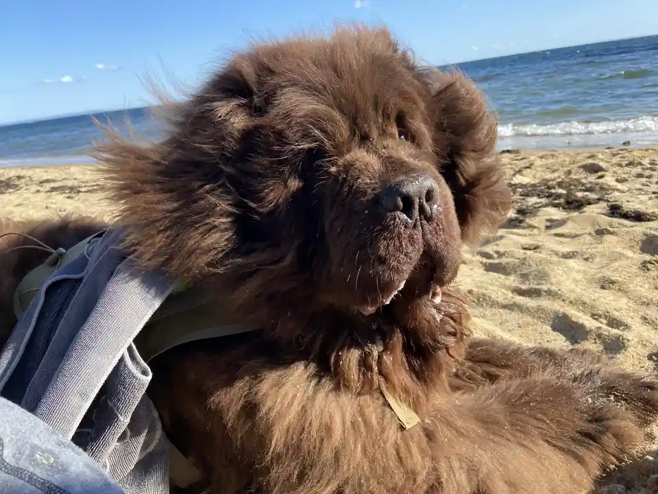 A close-up of a large, fluffy brown dog, likely a Newfoundland, lying on a sandy beach with the ocean and blue sky in the…