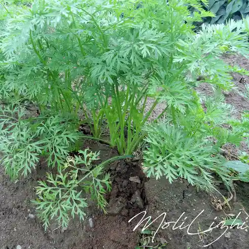 A close-up photo of a lush green carrot plant growing in dark soil, with its feathery leaves spreading outward. The image…