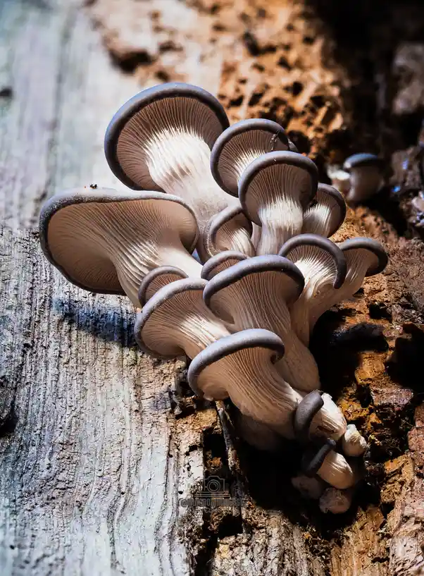 A close-up photograph shows a cluster of light beige oyster mushrooms with dark gray rims growing densely on the textured…