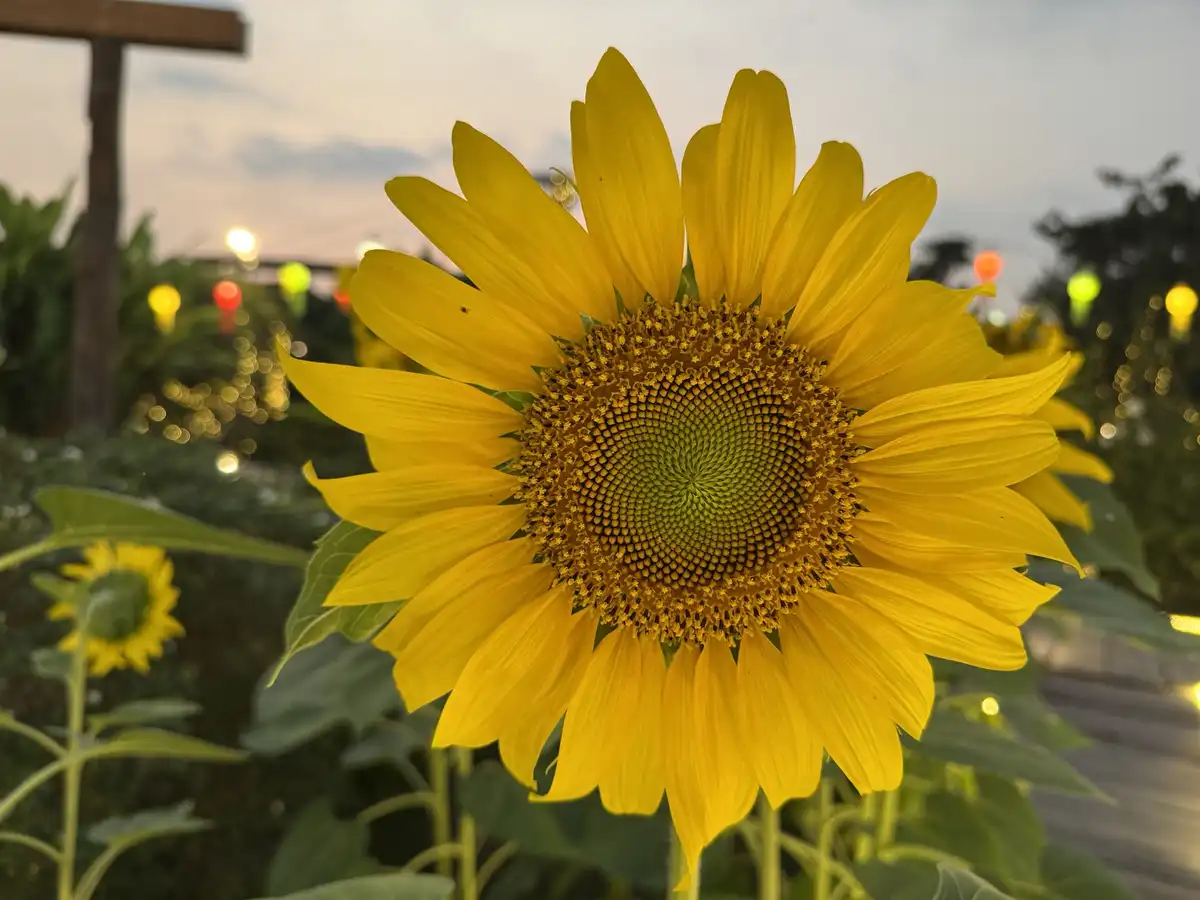 A close-up photograph of a large, vibrant yellow sunflower in focus, with its detailed center and petals clearly visible…