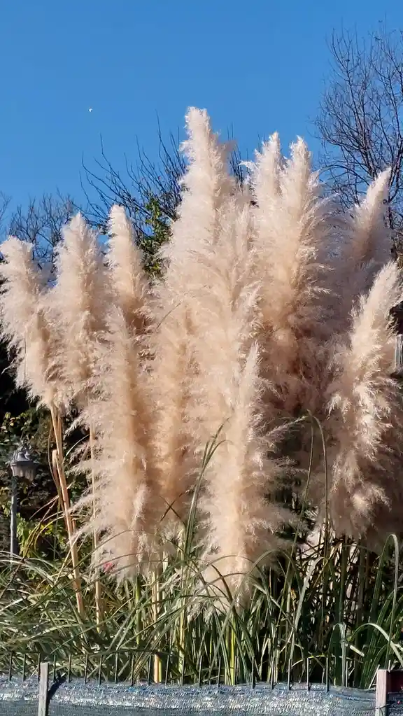 A photo of tall, feathery pampas grass with beige plumes against a clear blue sky, with bare tree branches visible in the…