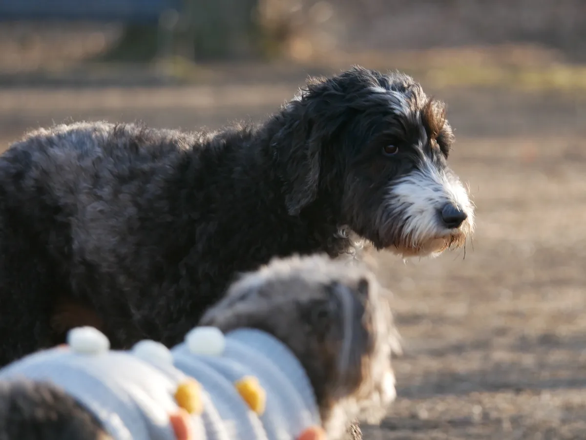 A black and white shaggy dog with a soulful expression looks off to the side while another dog wearing a striped sweater…