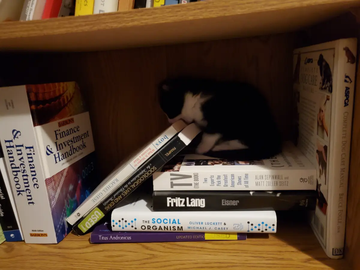 Cuteness overload: Kittens galore!