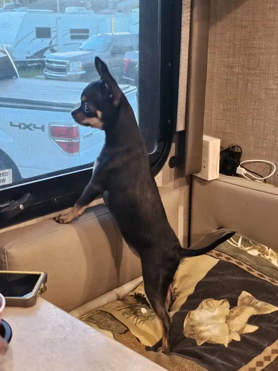 A small black and tan dog stands on its hind legs on a couch inside an RV, leaning against the window frame with its front…