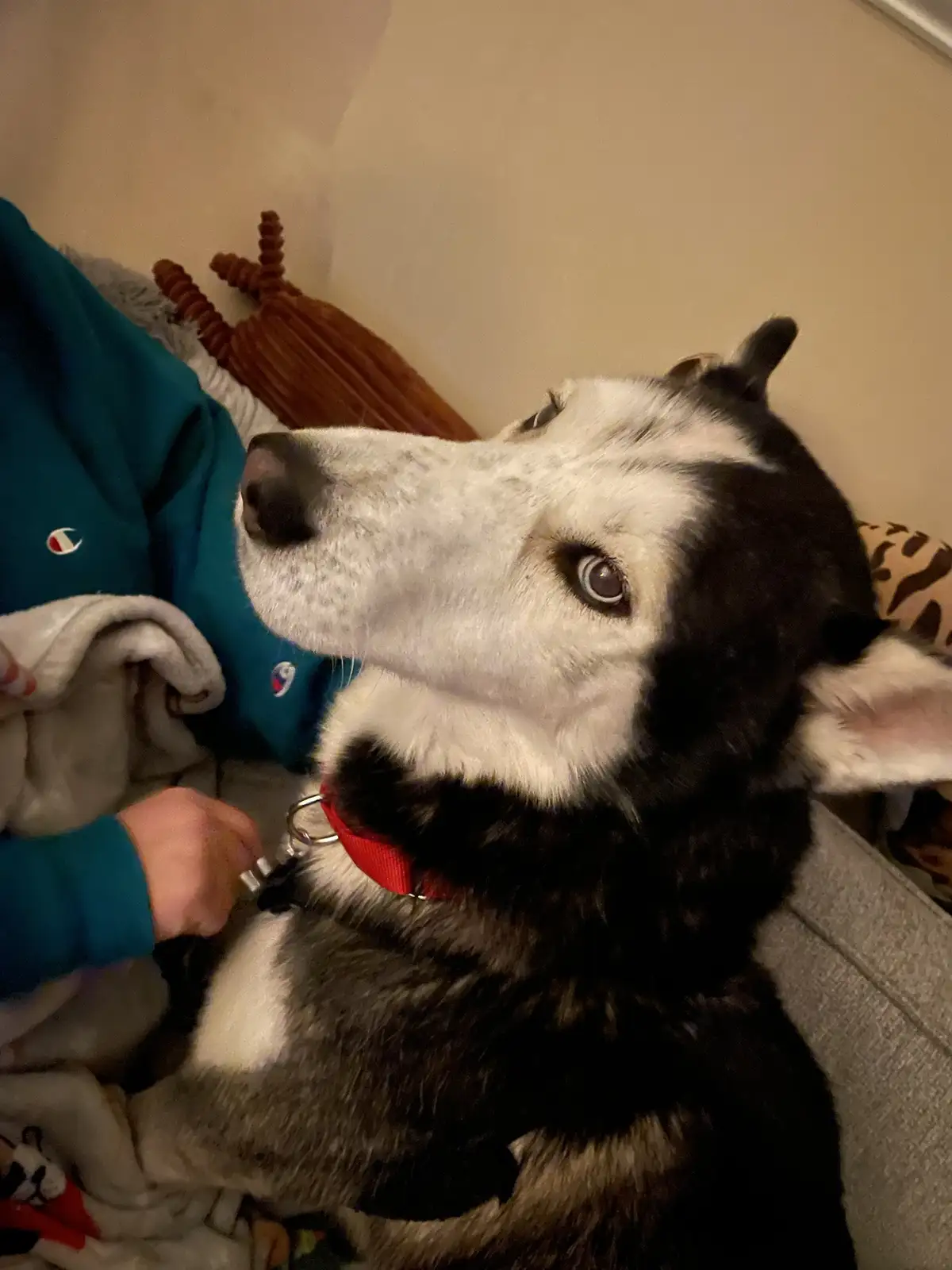 A black and white husky dog with a red collar sits on a couch, looking upward with wide, pleading eyes as a person in a teal…