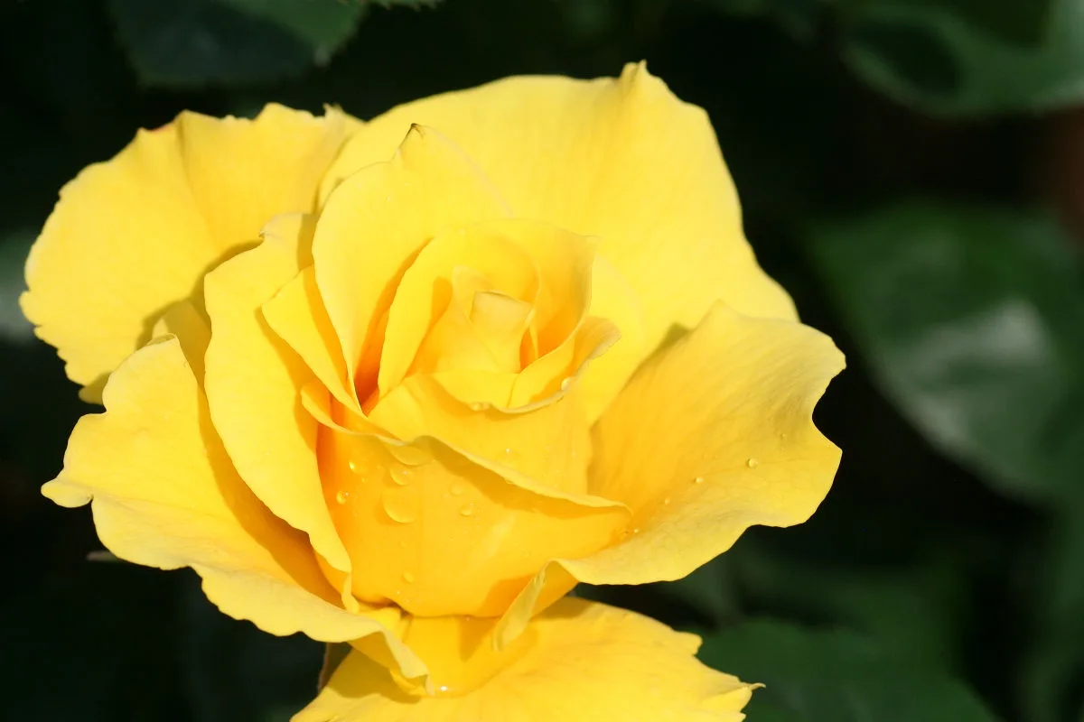 A close-up photograph of a vibrant yellow rose with dewdrops on its petals, set against a blurred green background. The…