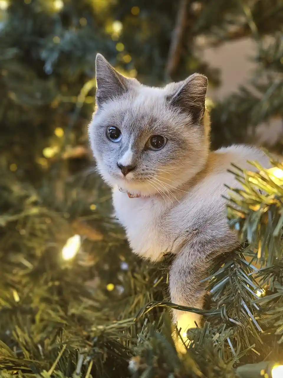 A light-colored cat with blue eyes and a collar is perched among the branches of a decorated Christmas tree with warm string…