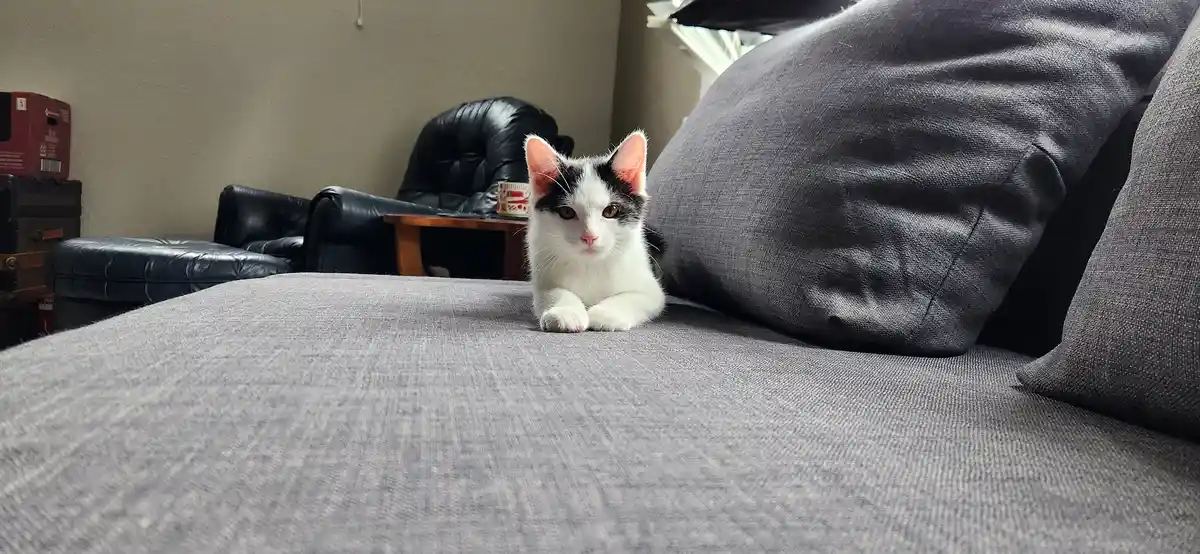 A small black-and-white kitten with pink ears sits upright on a gray fabric couch, looking directly at the camera with a…