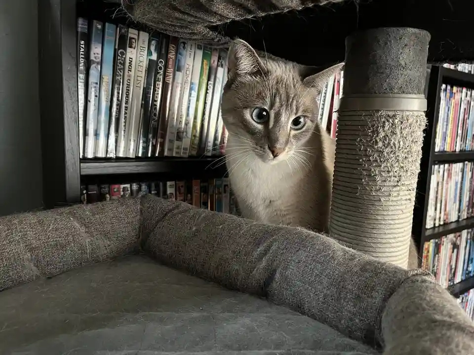 A grey cat with striking blue eyes peeks out from a dark grey cat tree perch, positioned in front of a bookshelf filled with…