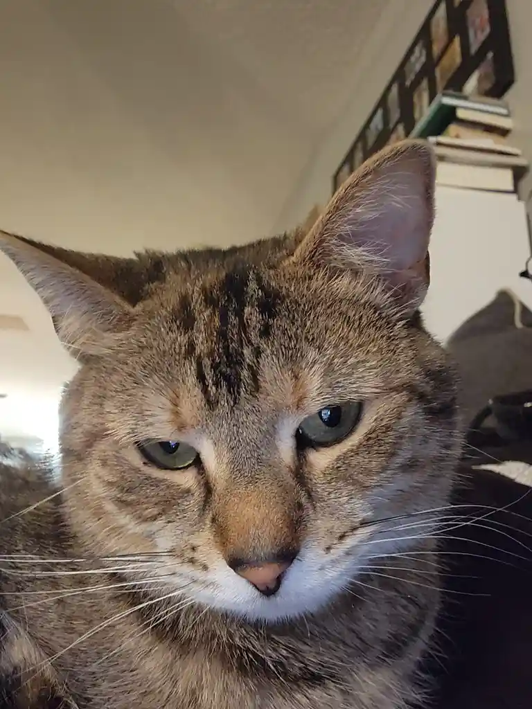 A close-up photo of a tabby cat with green eyes and a white muzzle, looking directly at the camera with a slightly…