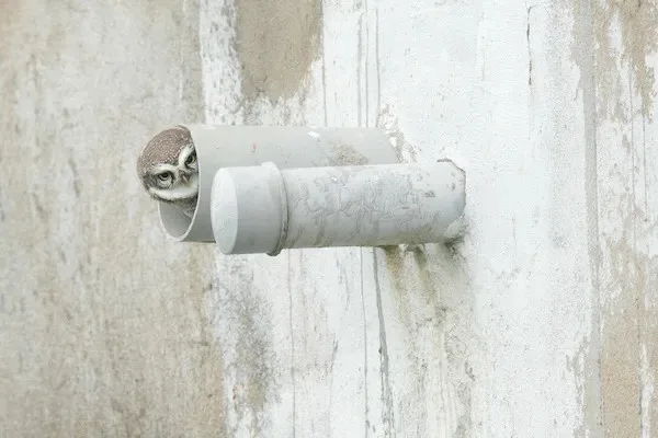A small owl with wide, startled eyes peers out from inside a white PVC pipe protruding from a weathered concrete wall. The…