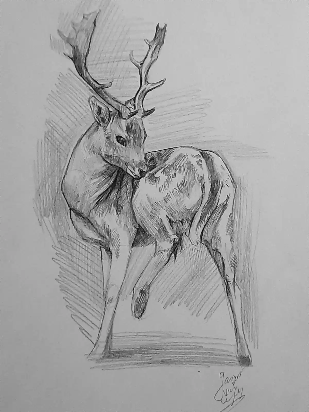 A pencil sketch of a male deer with large antlers, standing in profile with one hind leg bent awkwardly under its body…