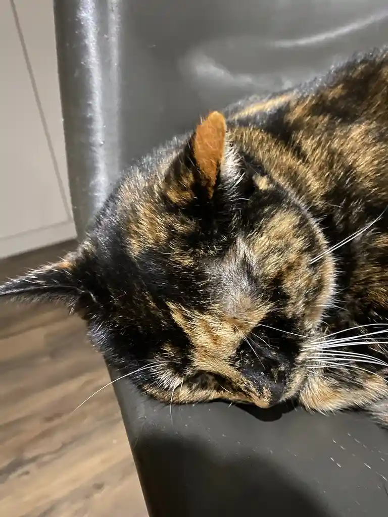 A close-up photo of a tortoiseshell cat sleeping soundly with its head resting on a black chair, eyes closed, and one ear…