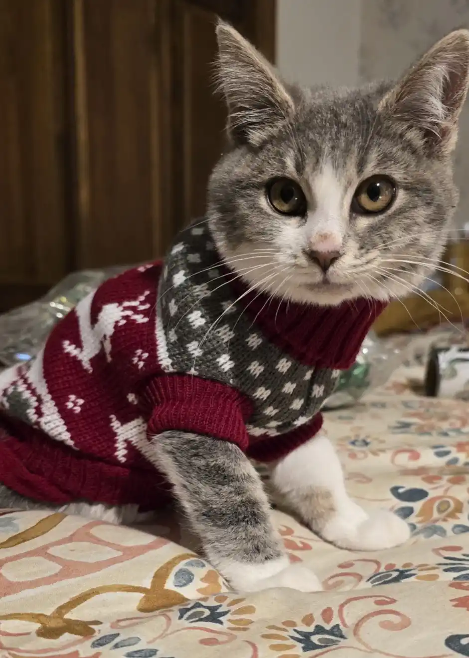 A gray and white tabby cat wearing a festive red and gray knit sweater with white reindeer and snowflake patterns, sitting…