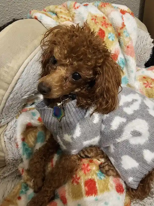 Zia Enjoying a Relaxing Day