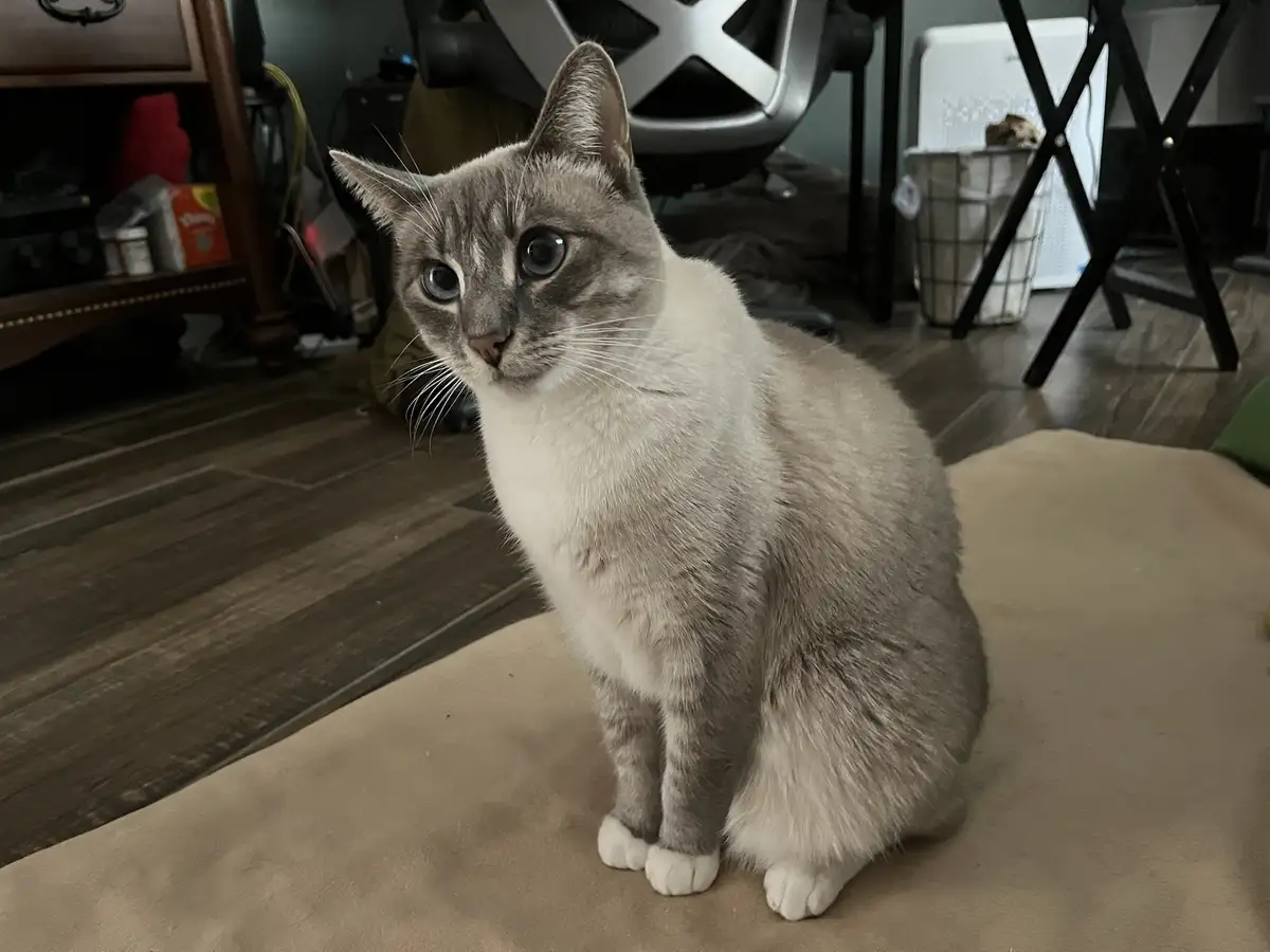 A light gray and white cat with striking blue eyes sits upright on a beige rug in a dimly lit room, looking directly at the…