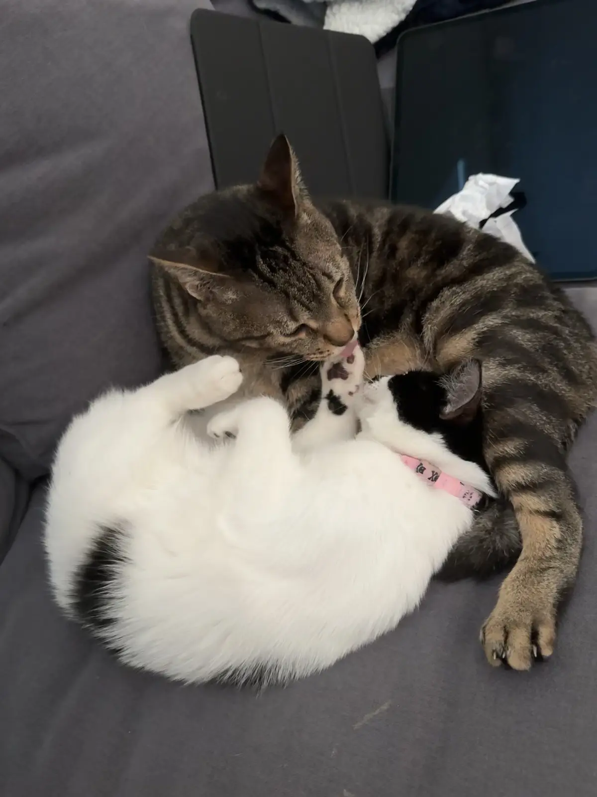 A tabby cat is licking the paw of a white and black cat that is lying on its back on a gray couch, appearing to be in a…