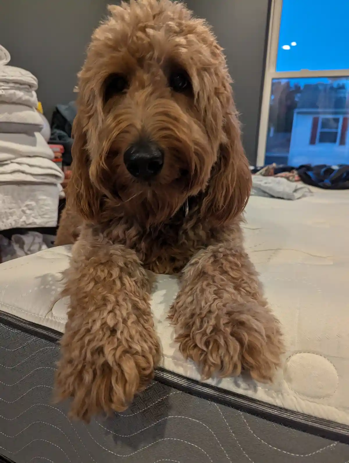 A fluffy, light brown dog with curly fur sits on a mattress, looking directly at the camera with a calm, slightly guilty…