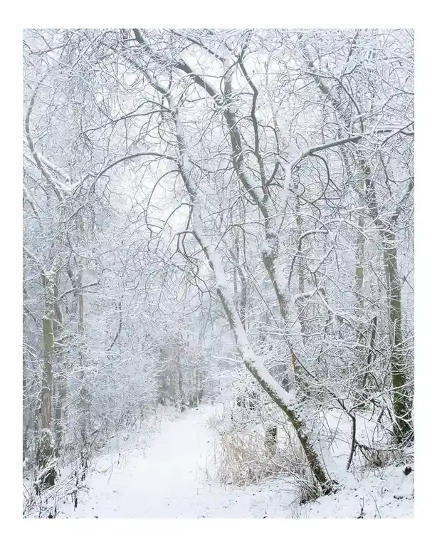A serene winter forest scene with snow-covered trees and a path winding through them, overlaid with the text 'i'm not lazy…