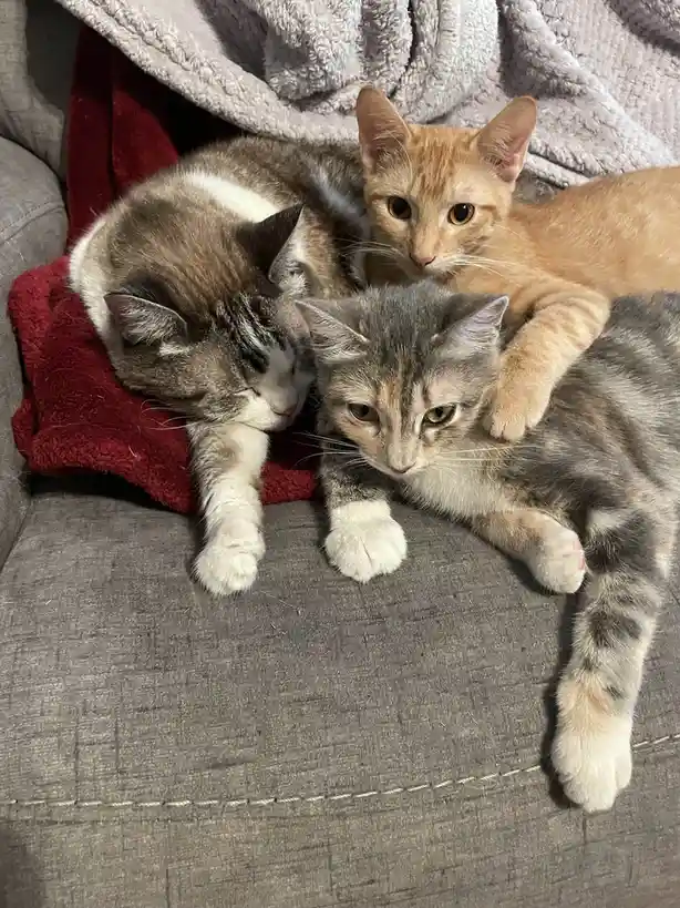 The Adorable Trio of Cuddly Kittens