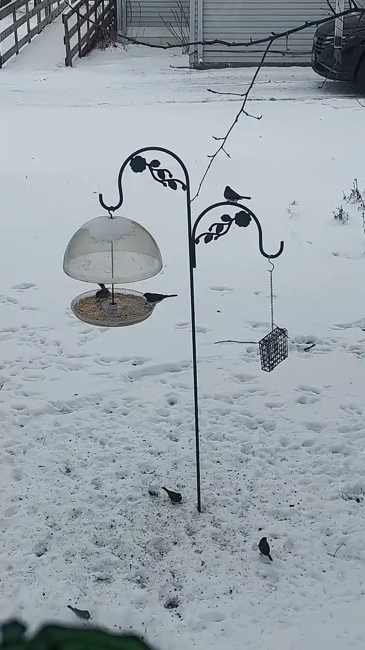 A snowy backyard scene shows several small birds eating from a hanging bird feeder and on the snow-covered ground, with a…