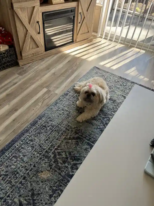 A small, fluffy, light-colored dog with a pink pom-pom on its head is lying on a patterned rug in a sunlit room. The dog is…