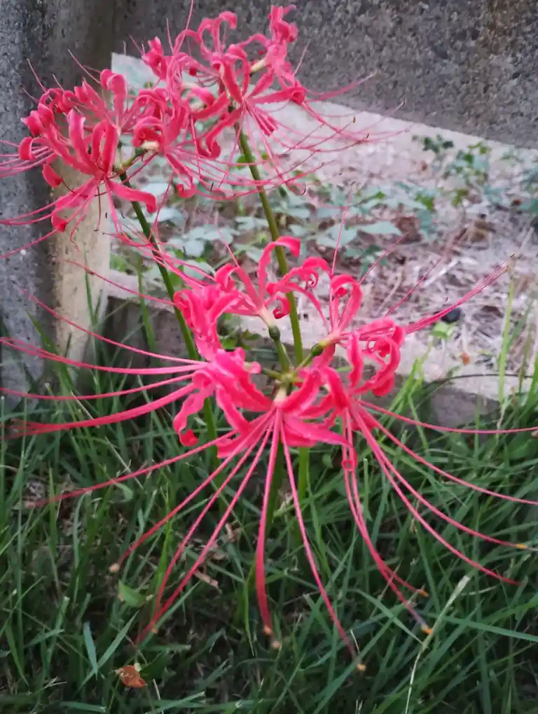 a close-up photograph shows several bright red spider lilies with long, thin, curling petals growing in a grassy area next…