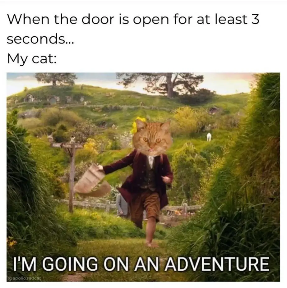 A cat's head is photoshopped onto the body of a hobbit from 'The Lord of the Rings' walking down a grassy path. The text…