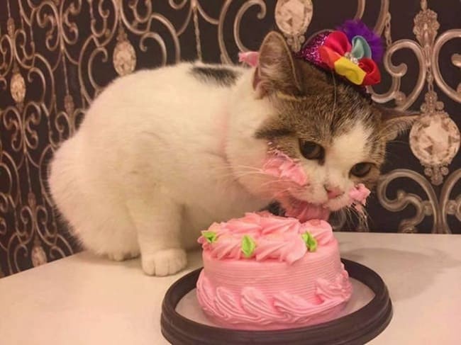 A white and gray cat wearing a colorful bow on its head is licking a small pink birthday cake, with pink frosting smeared on…
