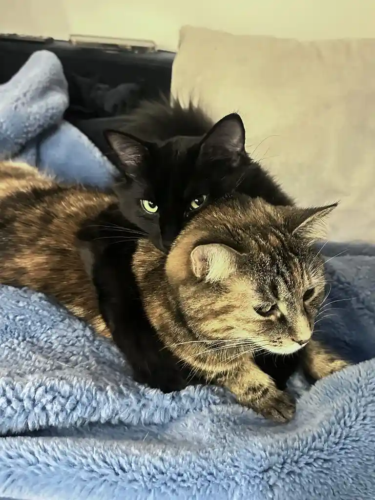 A black cat with glowing green eyes is snuggled tightly against a tabby cat's neck and shoulder, both resting on a fluffy…