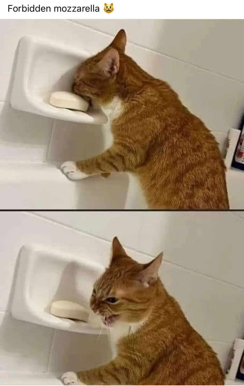 An orange tabby cat is shown in two panels. In the top panel, the cat leans into a white soap dish and appears to be…