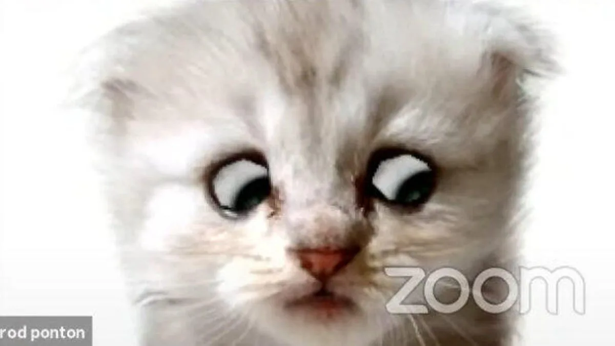 A close-up image of a fluffy white kitten with wide, bulging eyes staring intensely forward, overlaid with the word 'zoom'…