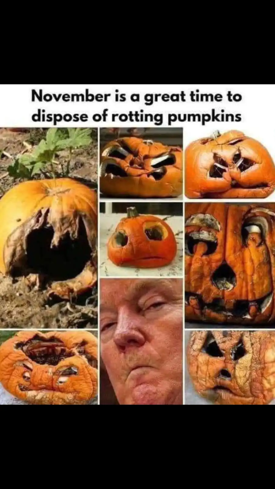 A collage of seven images shows various decaying, rotting pumpkins with holes and mold, alongside a close-up of a man's face…