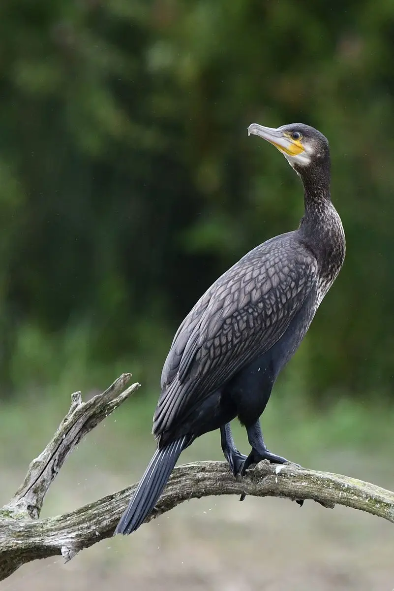 A dark-feathered cormorant perched on a weathered tree branch, looking alert with its yellow throat patch visible against a…