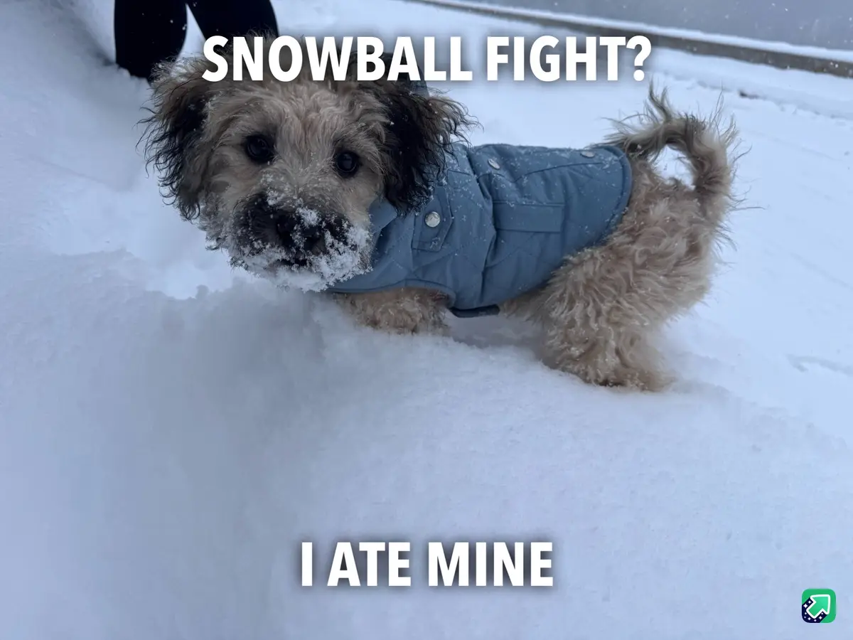 A small, curly-haired dog wearing a blue quilted vest is partially buried in snow, with snow on its face. The text overlaid…