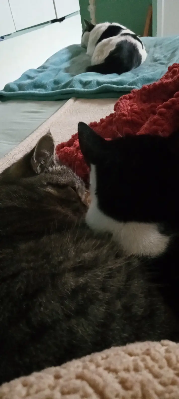 Three cats are sleeping on blankets in a room. One tabby cat is in the foreground, curled up on a beige blanket. Behind it…