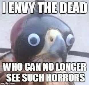 A close-up photo of a bird, likely a falcon or hawk, wearing a dark helmet with large, cartoonish googly eyes glued to the…