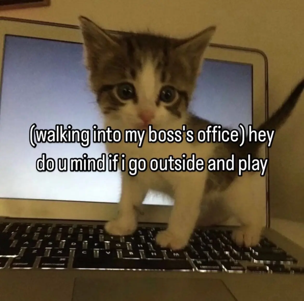A small tabby kitten with wide, innocent eyes stands on the keyboard of a laptop, looking directly at the camera. The…