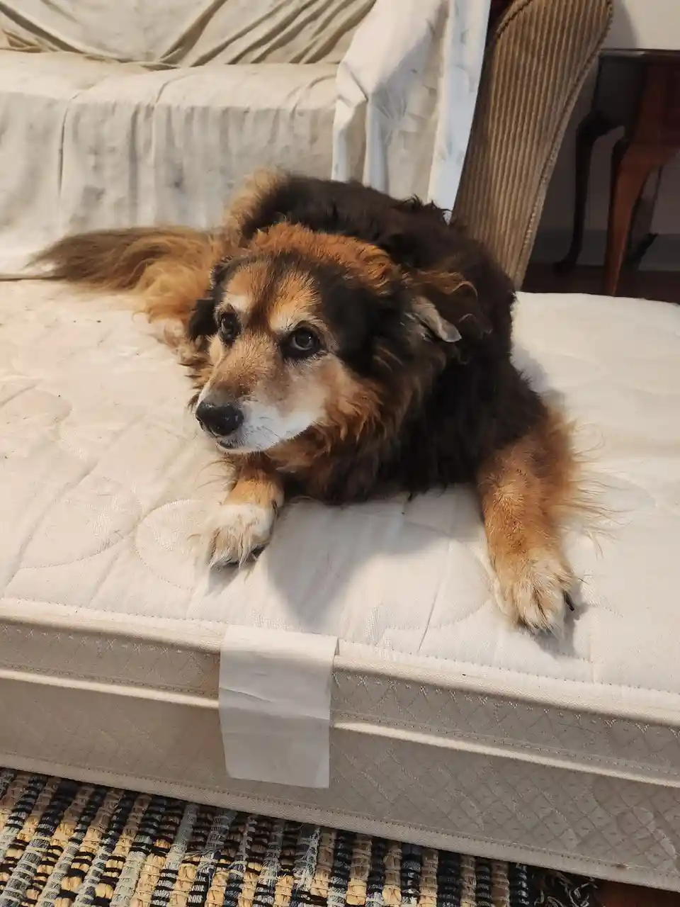 A fluffy brown and black dog lies on a white mattress with a sad, tired expression, looking off to the side. A small white…