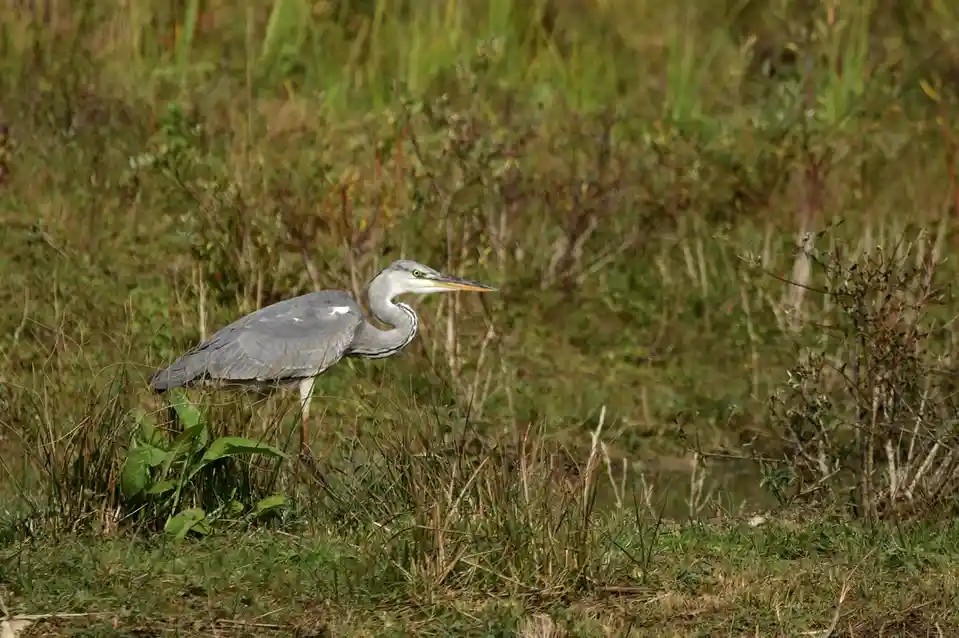 A grey heron stands in tall grass near water, looking alert and poised. The image has text overlaid that reads 'i'm not a…