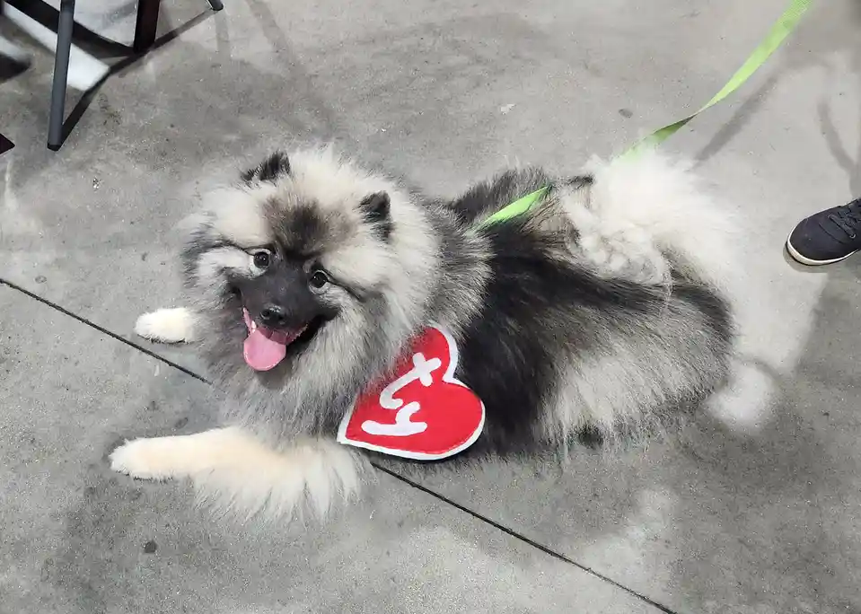 A fluffy gray and white dog with a black face lies on a concrete floor, tongue out, wearing a red heart-shaped tag with the…