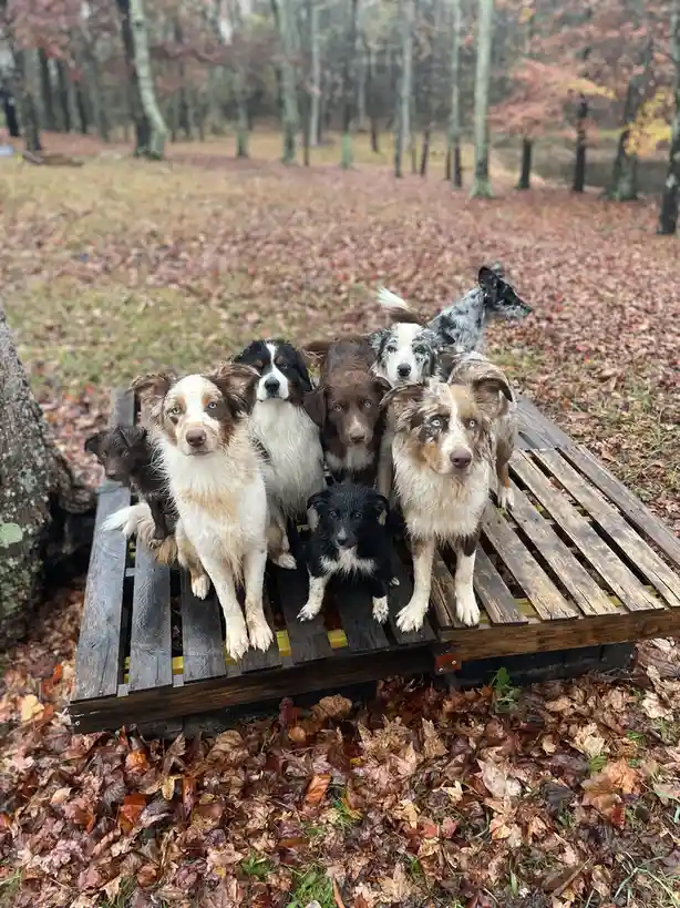 A group of eight dogs, mostly Australian Shepherds with varied coat colors and markings, are gathered on a wooden pallet in…