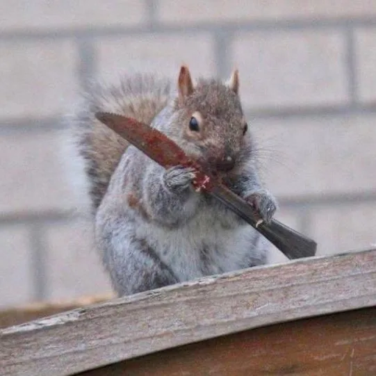 a gray squirrel is holding a rusty knife with both paws, appearing to chew on the blade near its mouth. The squirrel is…