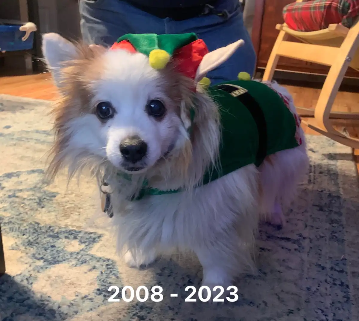A small, fluffy white and tan dog wearing a green elf costume with a red and green hat and white ears stands on a patterned…