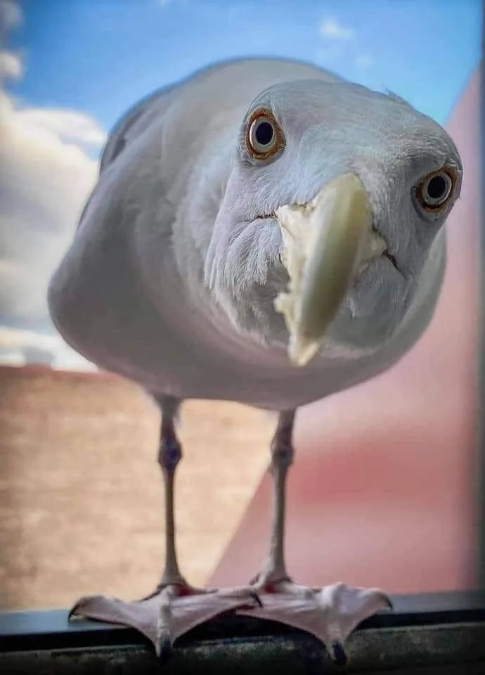 A close-up photo of a seagull standing on a ledge, looking directly at the camera with wide, intense eyes and a slightly…