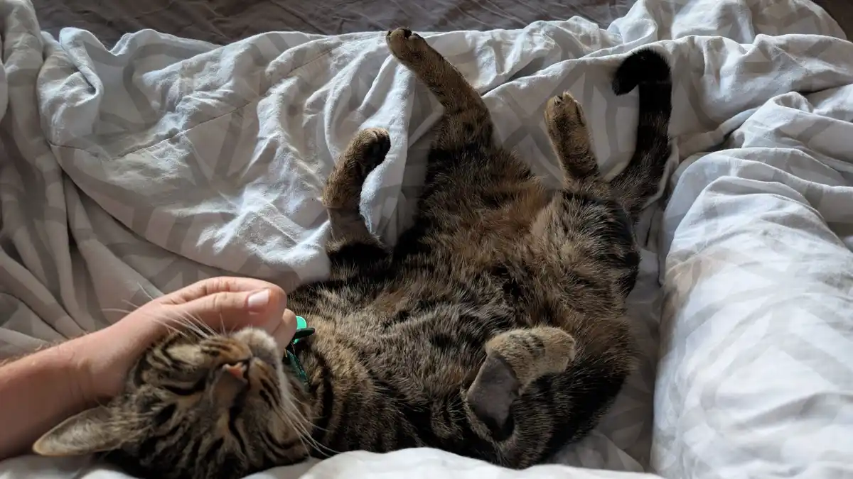 A tabby cat lies on its back on rumpled white bedding, paws up in the air, while a human hand pets its chin. The cat has its…