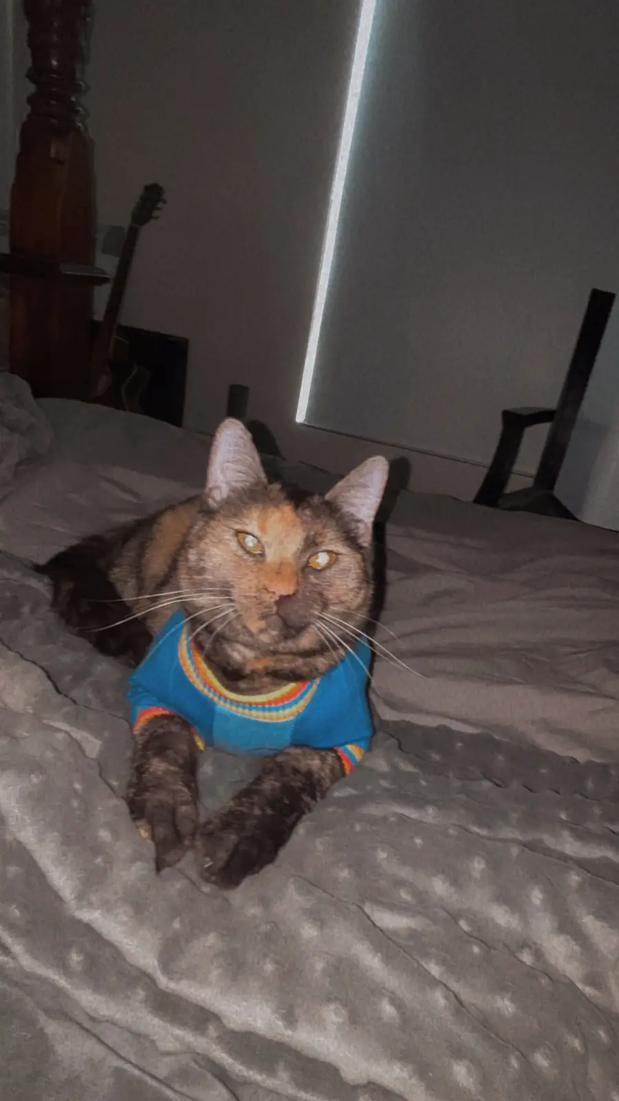 A tortoiseshell cat wearing a blue sweater with rainbow trim lies on a gray bedspread, staring directly at the camera with a…