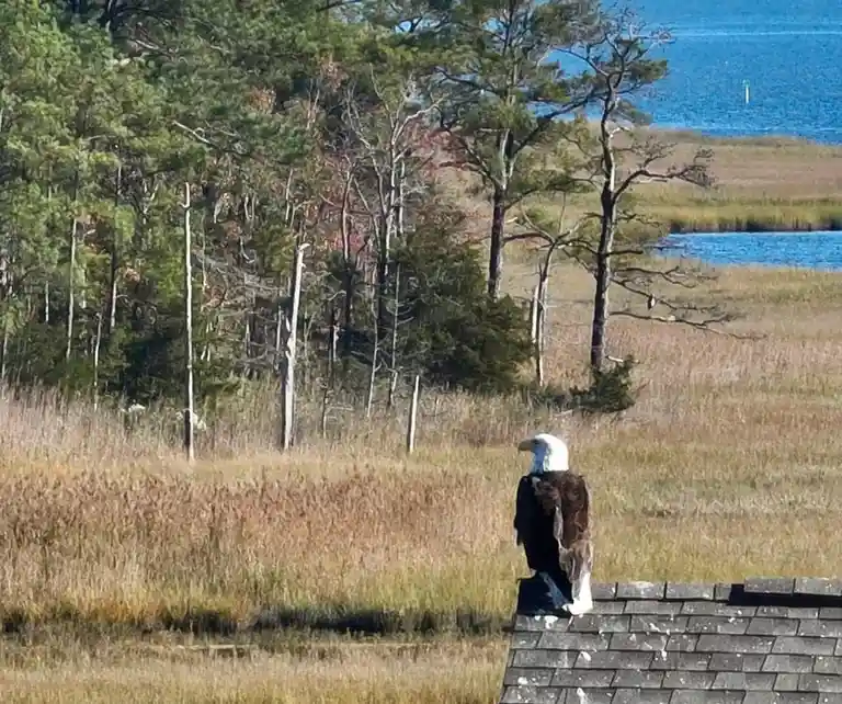 A bald eagle perched on a roof overlooking a field with trees and water in the background. The eagle is shown from behind…